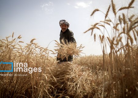 گندمکاران در انتظار اعلام قیمت خرید تضمینی