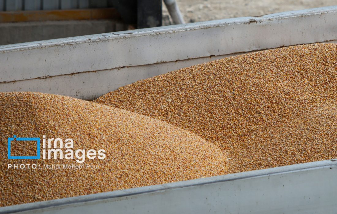 قیمت گندم بهزودی ابلاغ میشود/ قیمت گوشت قرمز بر مبنای ارز مبادلهای است