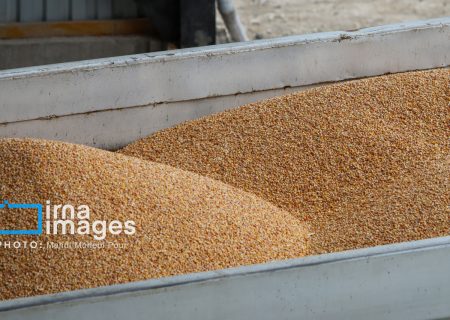 قیمت گندم به‌زودی ابلاغ می‌شود/ قیمت گوشت قرمز بر مبنای ارز مبادله‌ای است