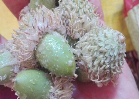 «شوکه»؛ شوکران جنگل بلوط