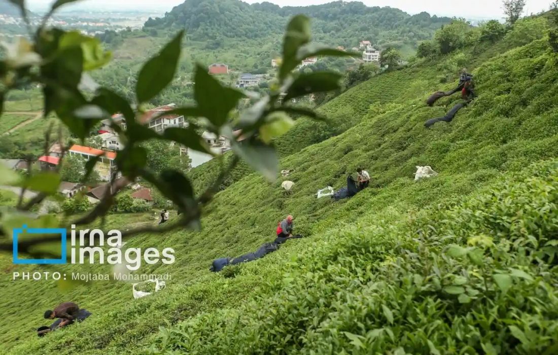 دولت ۹۰ درصد مطالبات چایکاران را پرداخت