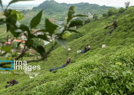 دولت ۹۰ درصد مطالبات چایکاران را پرداخت