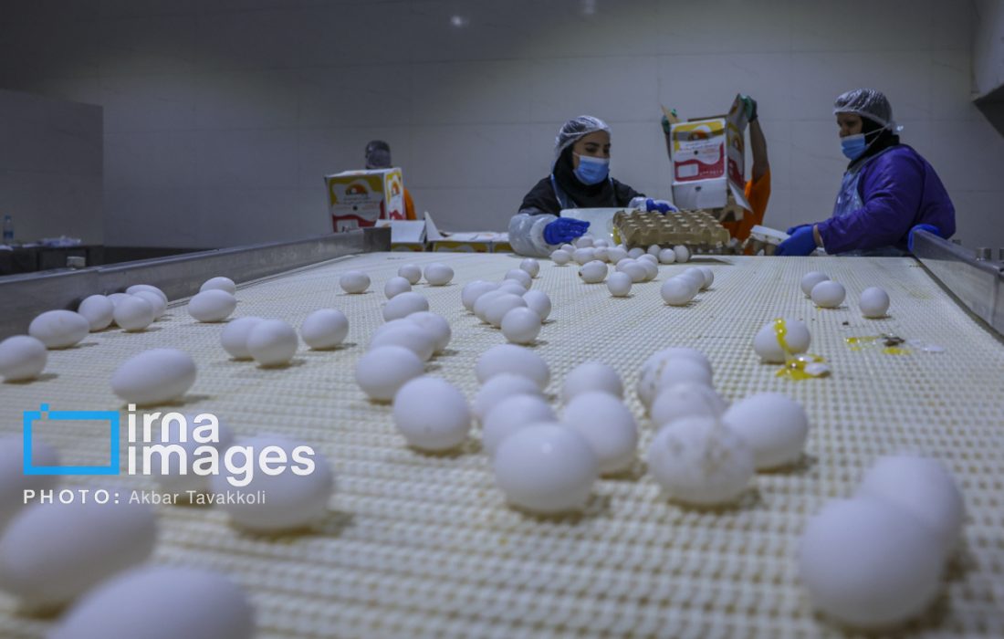 قیمت مصوب هر کیلوگرم تخم مرغ ۷۷ هزار تومان ابلاغ شد