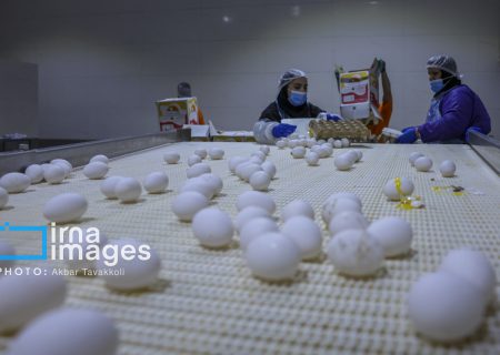 قیمت مصوب هر کیلوگرم تخم مرغ ۷۷ هزار تومان ابلاغ شد