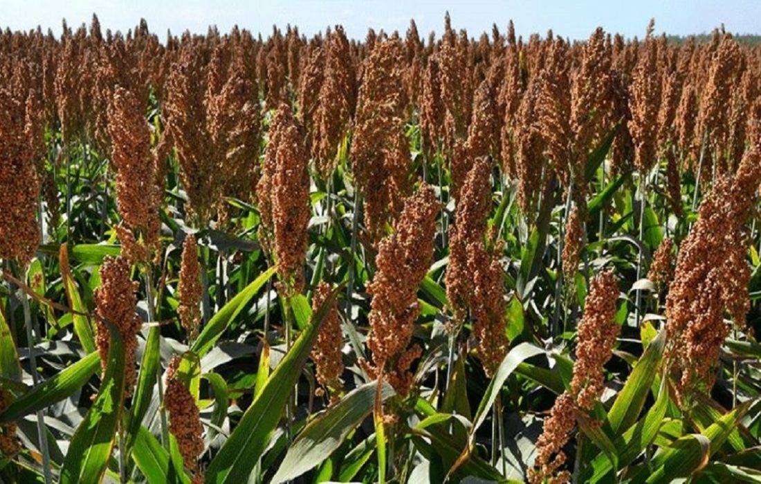 سالانه ۱۴ میلیون تن ذرت علوفه‌ای در کشور تولید می‌شود