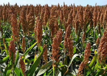 سالانه ۱۴ میلیون تن ذرت علوفه‌ای در کشور تولید می‌شود