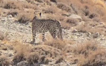 مشاهده پلنگ ایرانی در ارتفاعات فیروزکوه