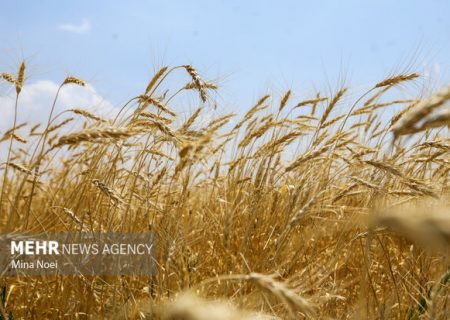 نوروزی: ۹۵ درصد مطالبات گندم‌کاران پرداخت شد