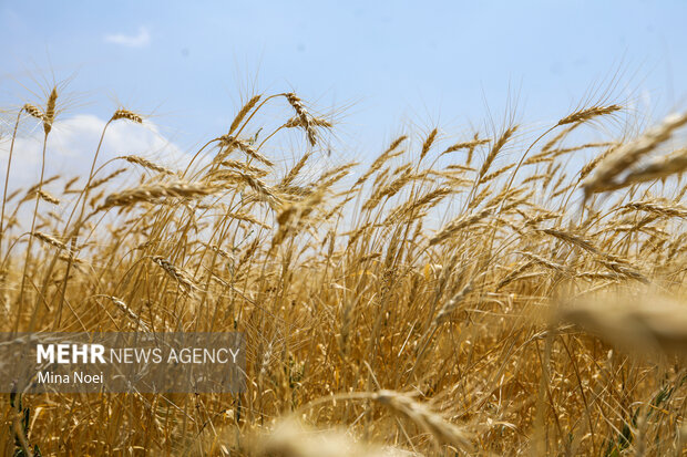 نوروزی: ۹۵ درصد مطالبات گندمکاران پرداخت شد