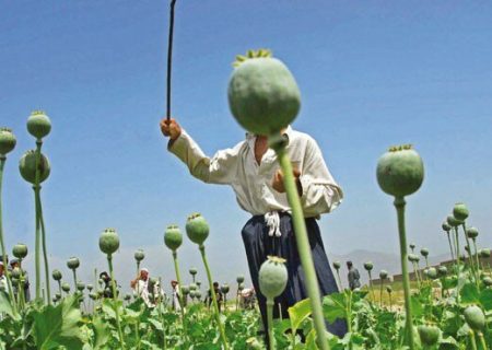 آیا کشت خشخاش به زودی میسر خواهد شد؟