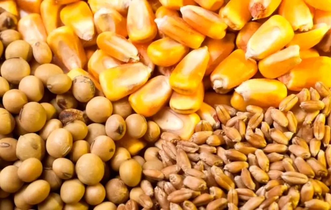 ضوابط جدید واردات نهاده‌های دامی اعلام شد