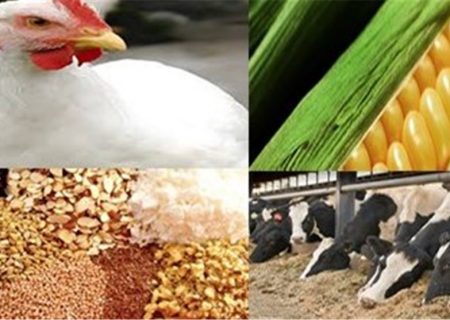 نهاده‌های دامی با ارز ۸۰ هزار تومانی به دست تولیدکننده می رسد