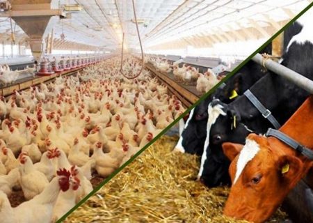 خالی فروشی نهاده‌ها و ۱۵ هشدار بی‌نتیجه به وزارت جهاد کشاورزی