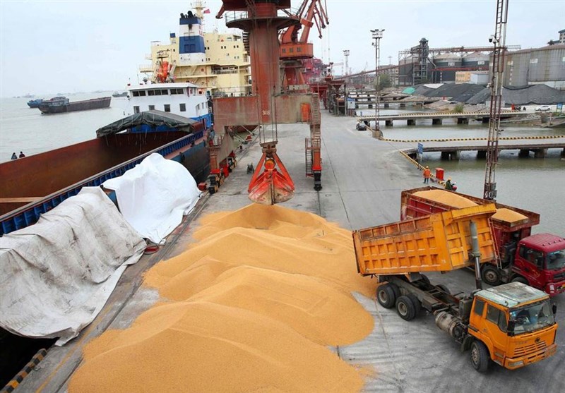 ضوابط و مقررات جدید واردات و توزیع نهادههای دامی اعلام شد