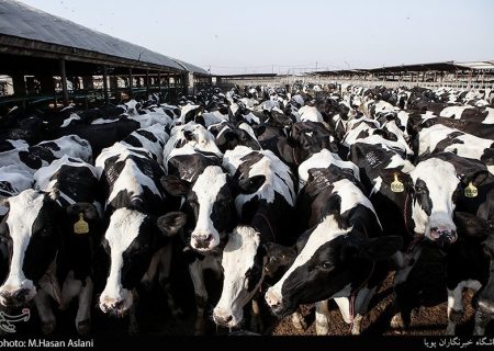 عسکری: تب برفکی تاکنون ۲۲۰ هزار دام را آلوده کرده است