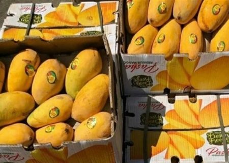 شرایط واردات انبه از کشور کنیا اعلام شد