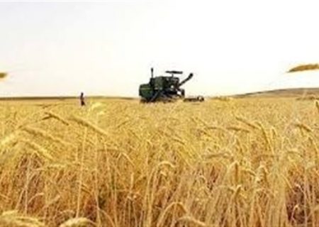بیمه فراگیر بیش از ۷ میلیون هکتار از اراضی گندم کشور