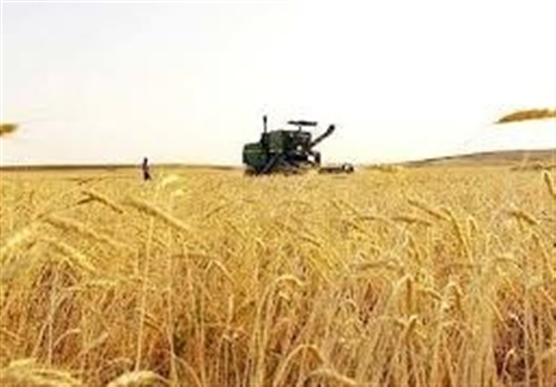 بیمه فراگیر بیش از ۷ میلیون هکتار از اراضی گندم کشور