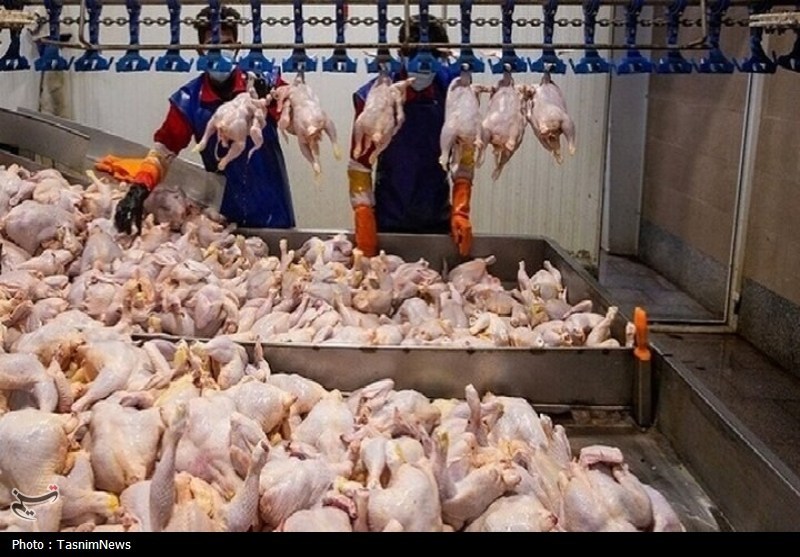 گرانی مرغ از کجا میآید؟ تامین فقط ۳۶ درصد هزینه تولید با ارز ۲۸۵۰۰