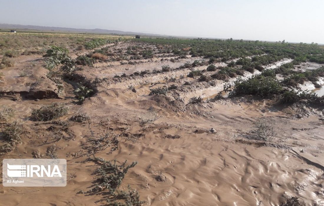 سیلاب به مزارع گل نرگس آبدانان خسارت زد