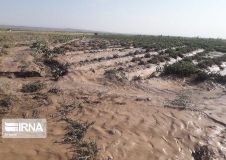 سیلاب به مزارع گل نرگس آبدانان خسارت زد