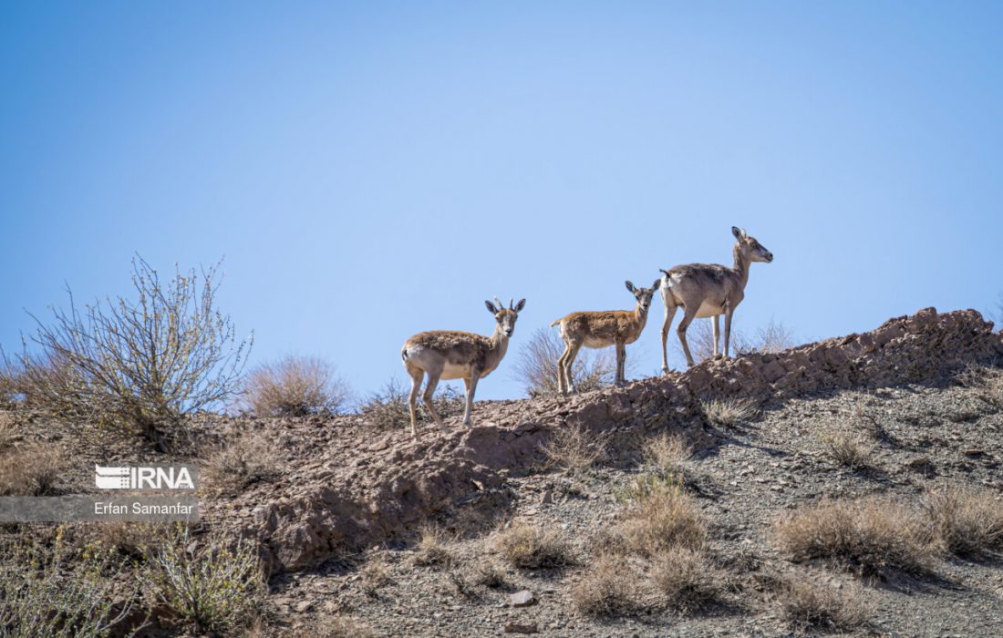 حیاتوحش در کش و قوس خشکسالی/ فعلا خبری از باران نیست