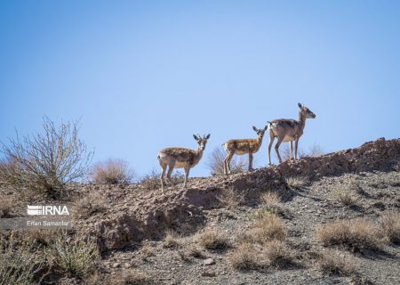 حیات‌وحش در کش و قوس خشکسالی/ فعلا خبری از باران نیست