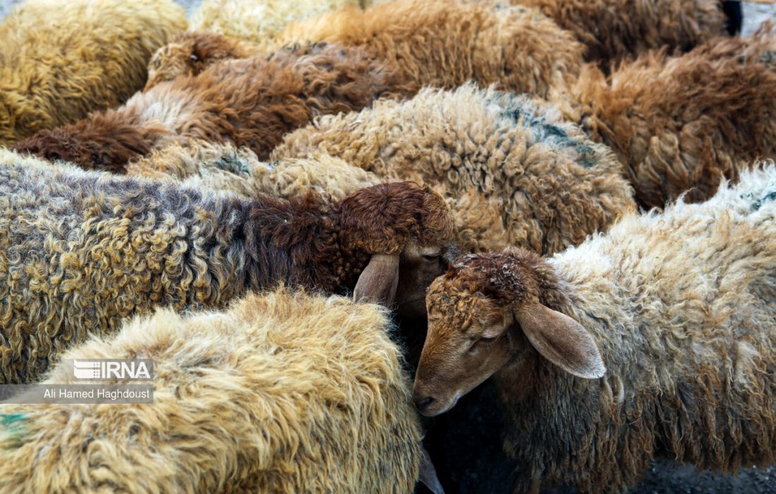 ۱۰ همت تسهیلات سرمایه در گردش برای حمایت از دامداران تخصیص یافت