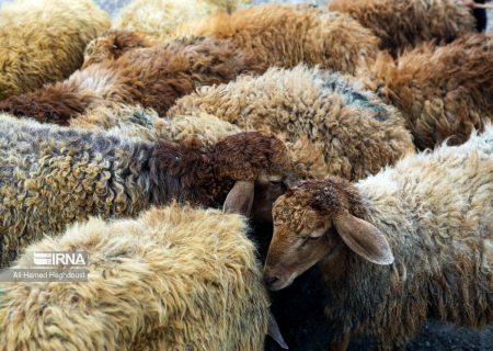 ۱۰ همت تسهیلات سرمایه در گردش برای حمایت از دامداران تخصیص یافت