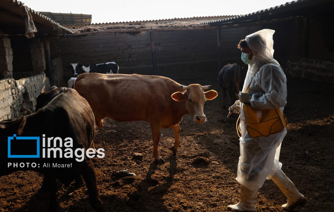 واردات ۲.۵ میلیون دُز واکسن تب برفکی/شناسایی ۵۰۷ کانون بیماری