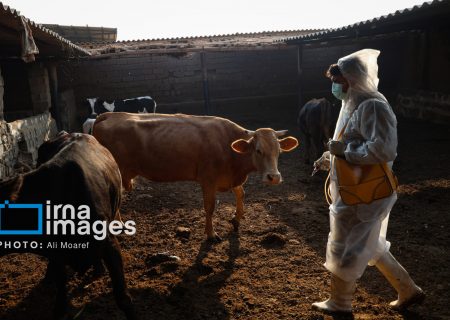 واردات ۲.۵ میلیون دُز واکسن تب برفکی/شناسایی ۵۰۷ کانون بیماری