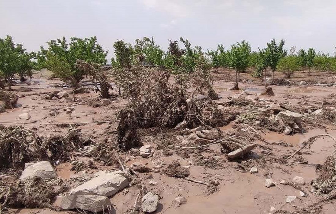 ۱.۵ همت غرامت به کشاورزان خسارت دیده پرداخت شد