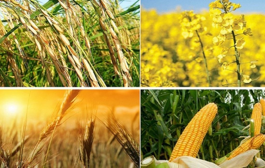 تامین کود پایه چالش پیش روی کشاورزان