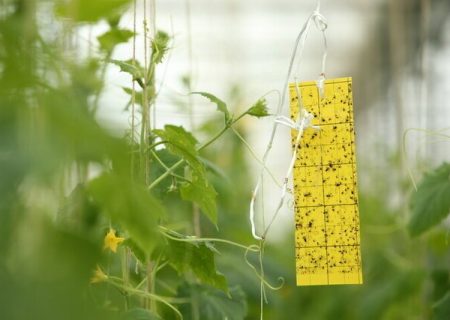 مانور ملی نظارت بر واحد‌های کنترل عوامل قرنطینه‌ای گیاهی