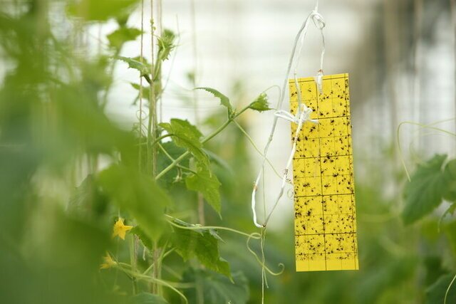 مانور ملی نظارت بر واحدهای کنترل عوامل قرنطینهای گیاهی