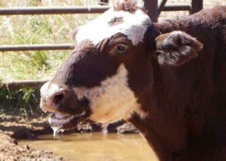 سویه جدید تب برفکی؛ سرنوشت بازار لبنیات چه خواهد شد؟