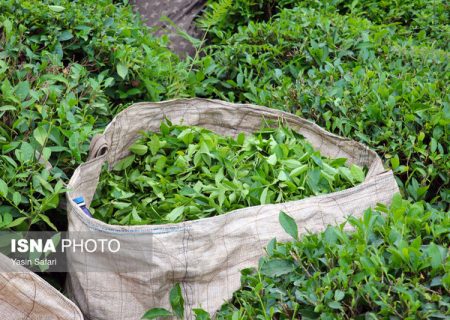 ترخیص ۱۰۰ درصدی چای خارجی ابلاغ شد/ چای در جمع ۲۵ کالای اساسی وارداتی