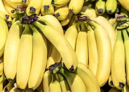 قیمت موز باید بسیار پایین تر باشد/ رانت واردات موز در قبال صادرات سیب!