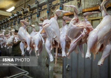 قیمت مرغ تغییر می‌کند؟/ بحران نهاده ادامه دارد…