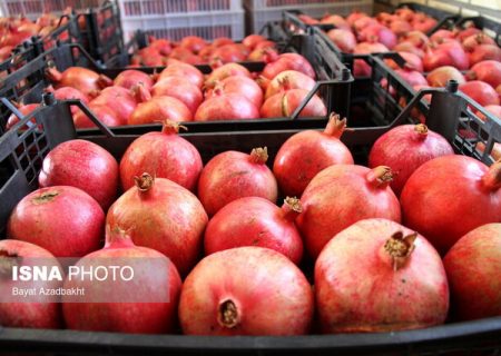 عراق خریدار ۸۵ درصد از انار صادراتی ایران