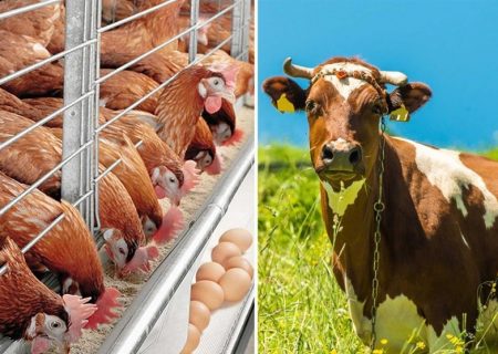 مشکلات تامین ارز نهاده‌های دامی توسط سران قوا رفع شد