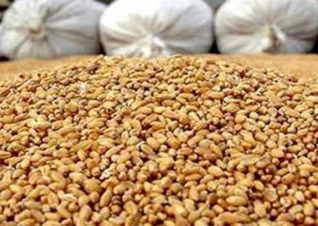 آغاز توزیع نهاده مرغداران گوشتی با قیمت مصوب/ مهلت ثبت نام تا ۱۸ آذر