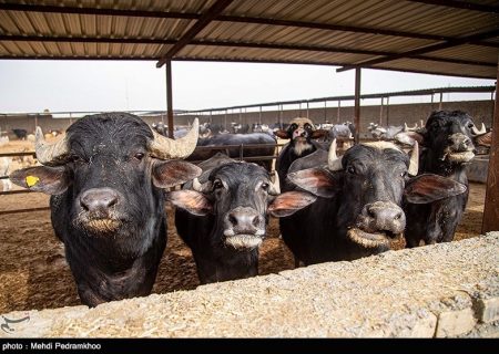 صدور مجوز واردات گوشت گاومیش از هند با قیمت ۴٫۵ یورو +سند