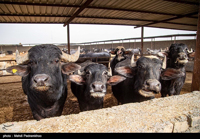 صدور مجوز واردات گوشت گاومیش از هند با قیمت ۴٫۵ یورو +سند