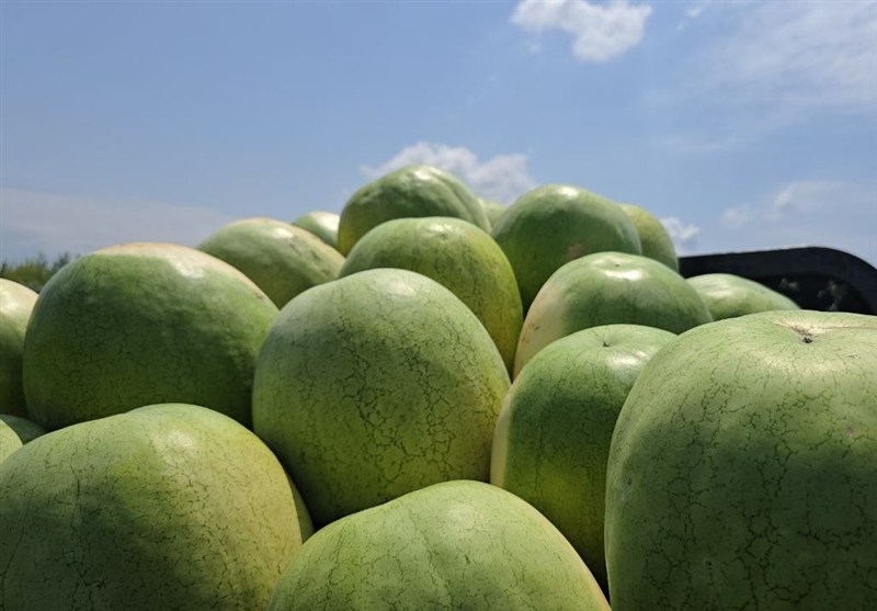 ۲۵۲ هزار تن هندوانه تازه برای تنظیم بازار شب یلدا عرضه میشود