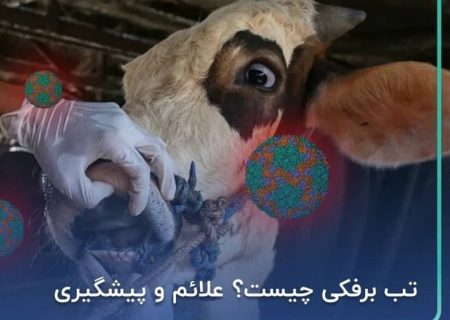 خسارت تب برفکی دامدارانی که بیمه باشند پرداخت می‌شود