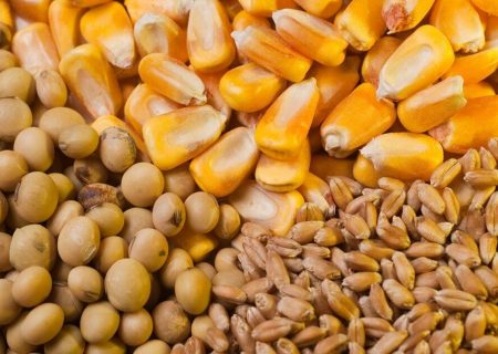 اولویت تخصیص ارز نهاده‌های دامی با معرفی‌نامه شرکت پشتیبانی امور دام