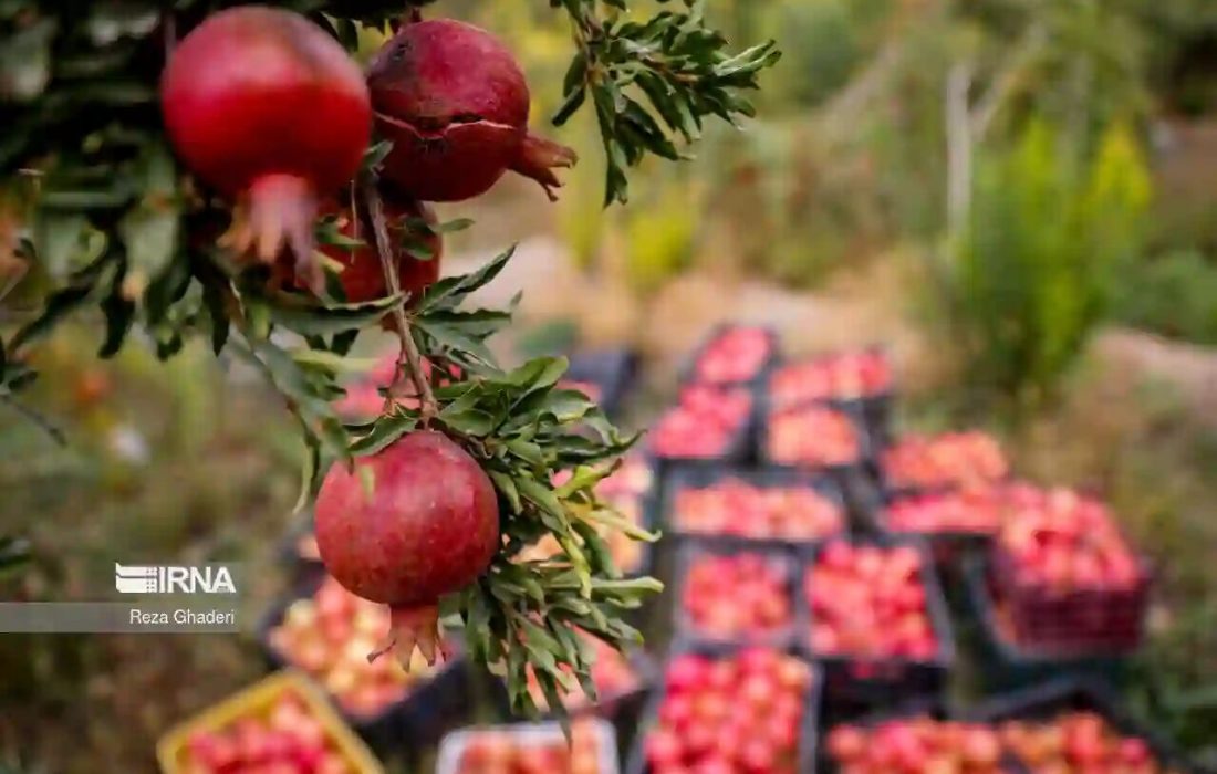 تولید یک میلیون و ۳۵۷ هزار تن انار/ بازار شب یلدا تامین است