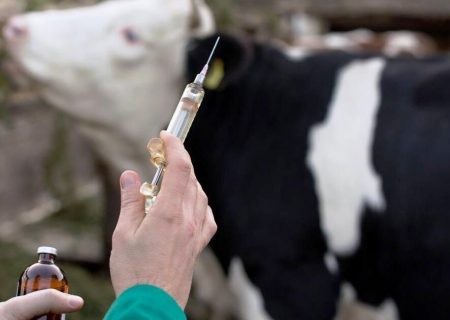 ۲ میلیون دُز واکسن تب برفکی وارد می شود/آنفلوآنزای پرندگان نداریم