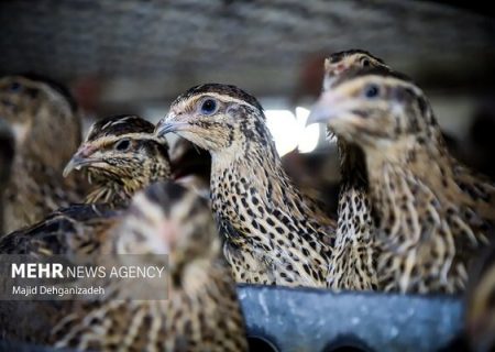 مرغداران نگران تأمین نهاده نباشند